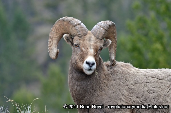Rocky Mountain Big Horned Sheep Ram